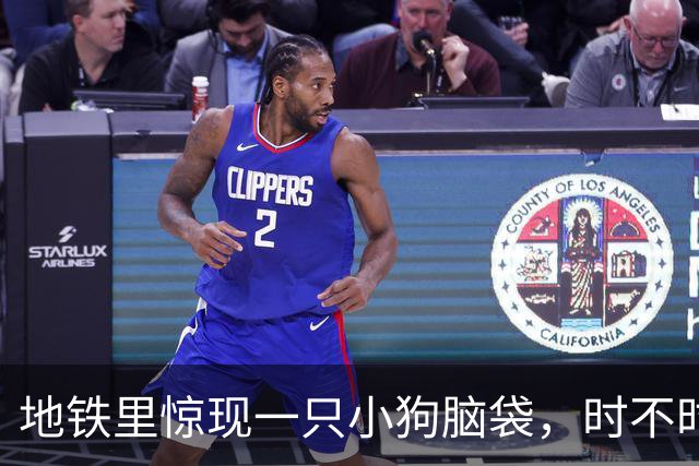 地铁里惊现一只小狗脑袋，时不时睁眼巡视，下一秒又困得睡过去了！